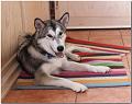 Hunde 009